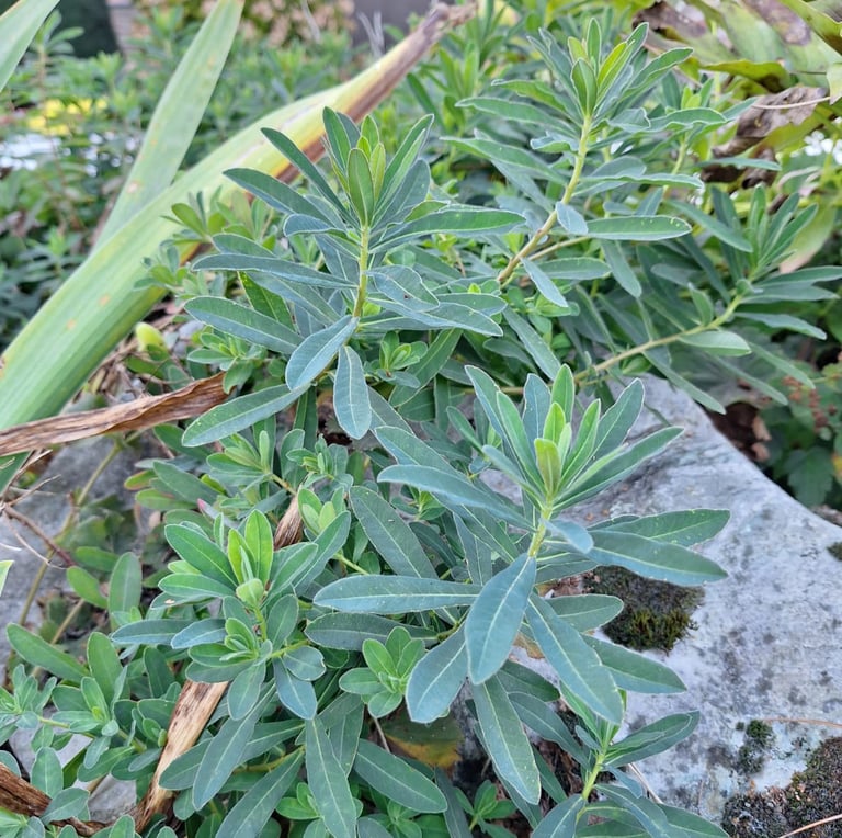multiplle herbal plants growing nicely together