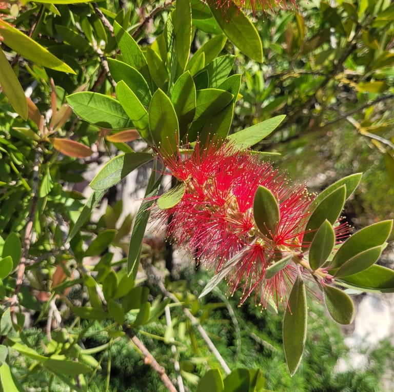 a zone 8 shrub with a red flower in full sun