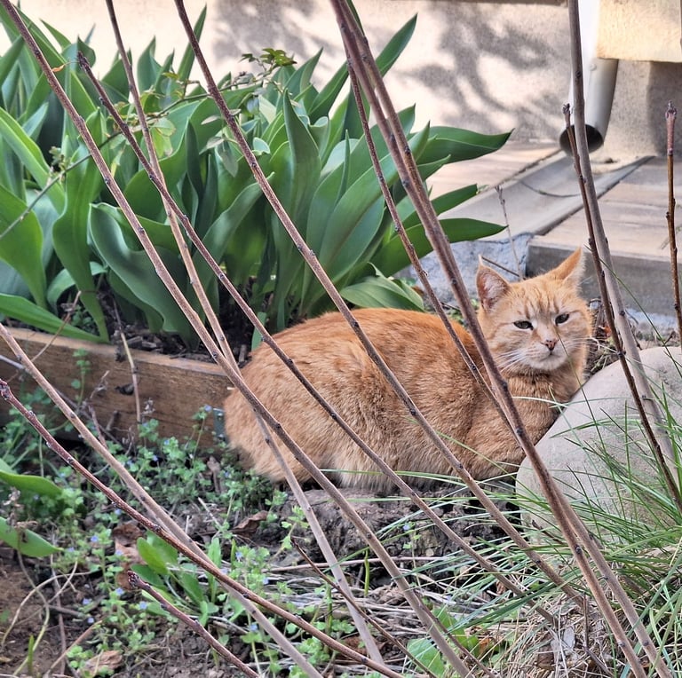 a yellow cat next to a garden bed with flowers
