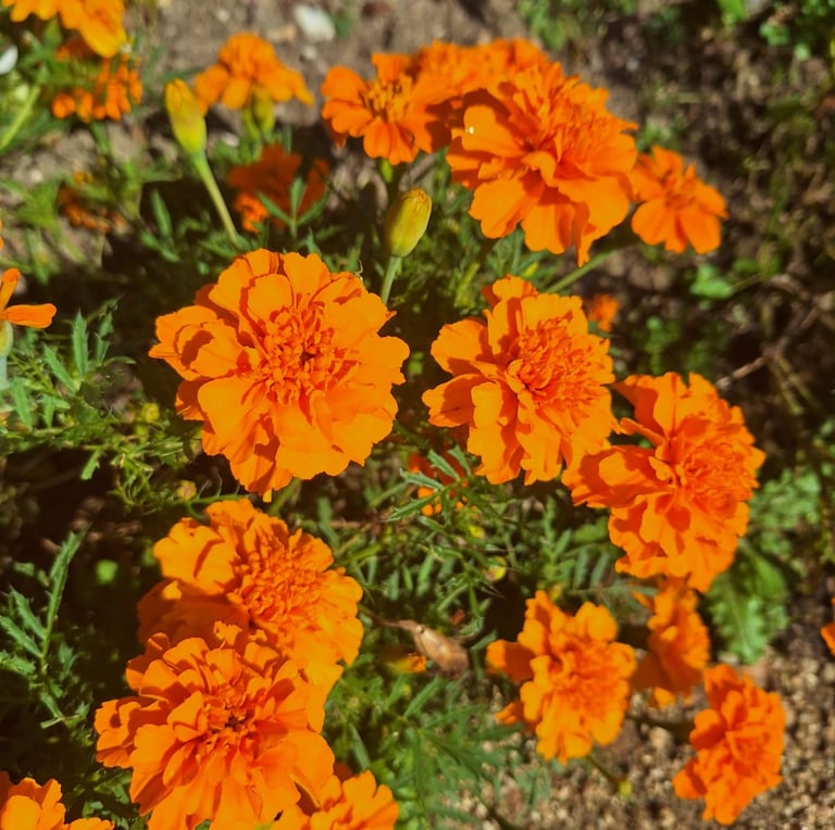 multiple colorful Marigolds in a raised garden bed
