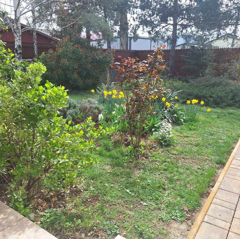 a lot of wild native plants in our cottage garden with borders