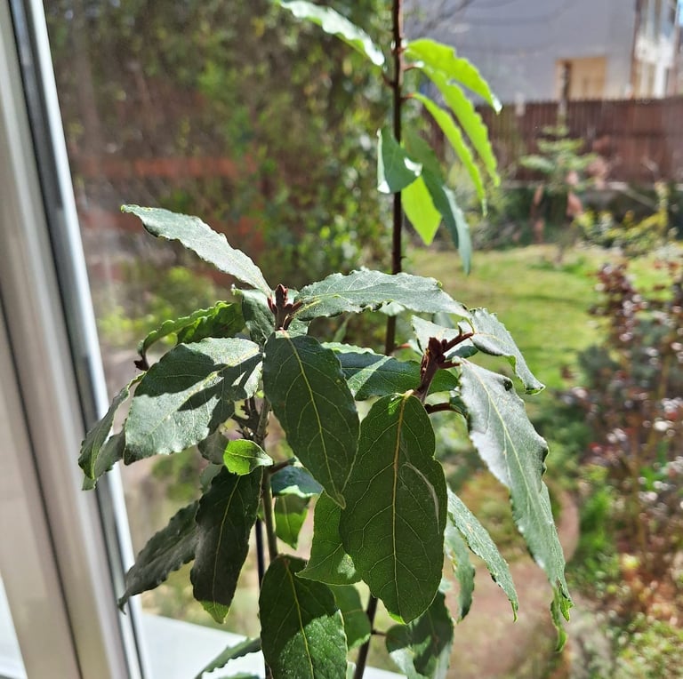 a South American, leafy Yerba Mate Plant