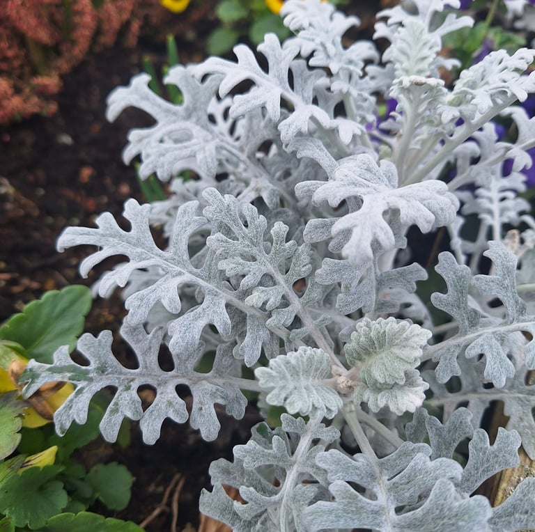 a Dusty Miller plant with a gray foliage