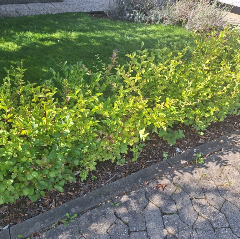 a leafy bush that got pruned in form of a hedge