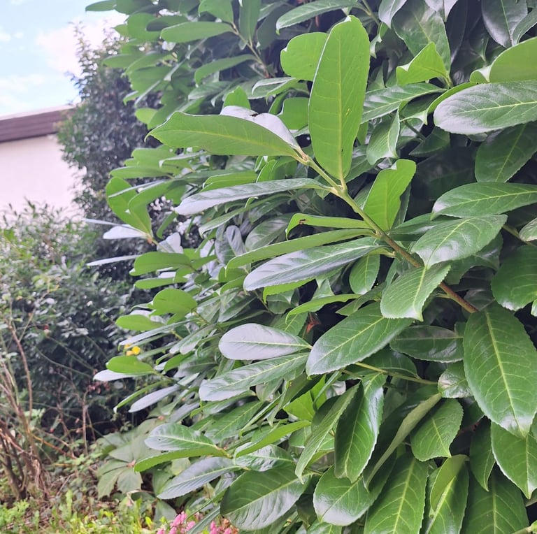 a tall Prunus Laurocerasus with green leaves in a grden