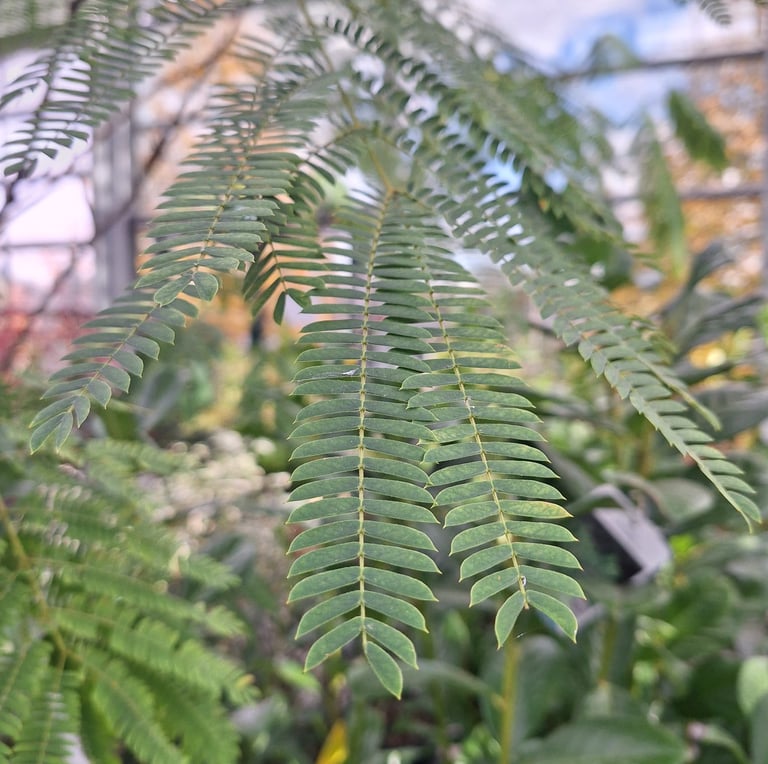 feathery light green leaves of the Balm Cypress