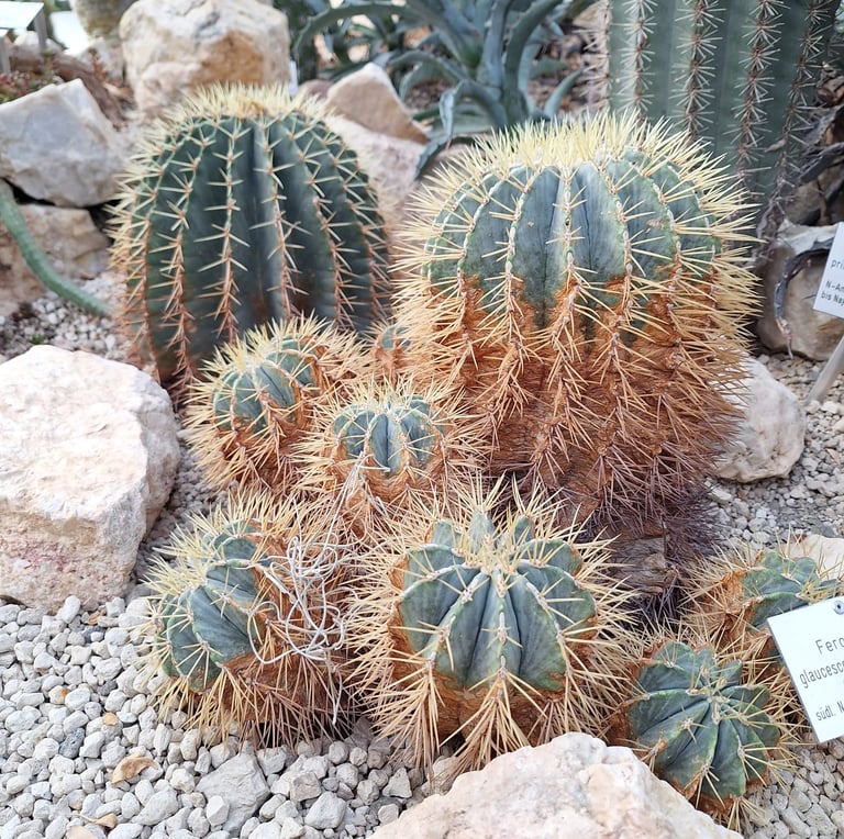an American Fishhook Cactus with spiny thorns