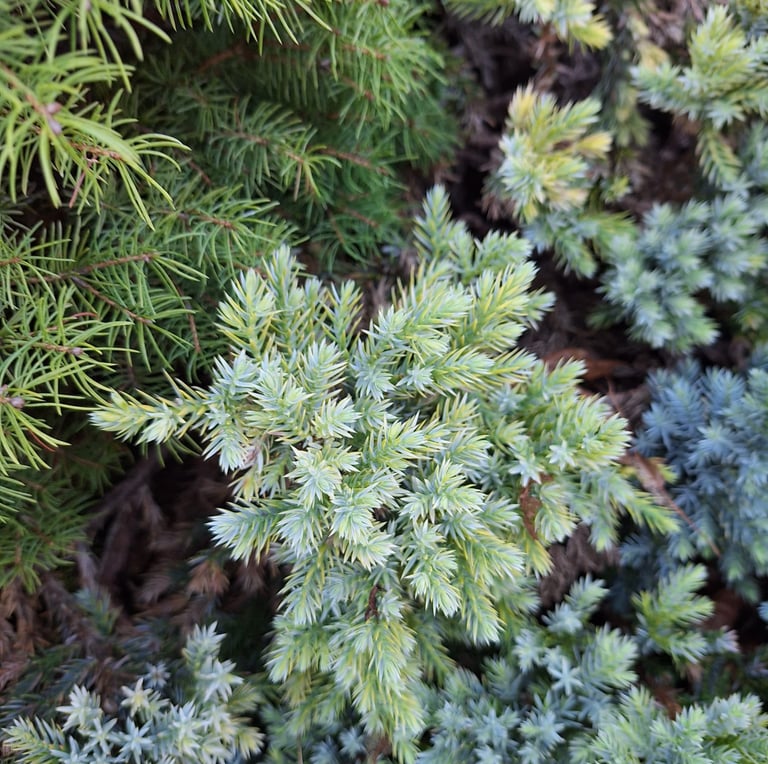 a well growing plant that isn't damaged by deer