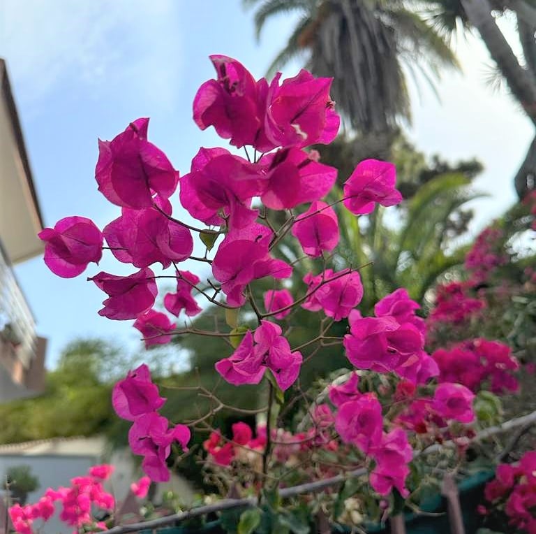 a lot of bright pink flowers on a stem