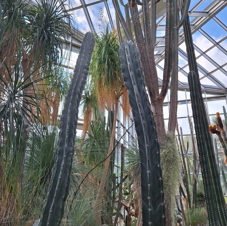 a tall cactus plant in a greenhouse at daytime