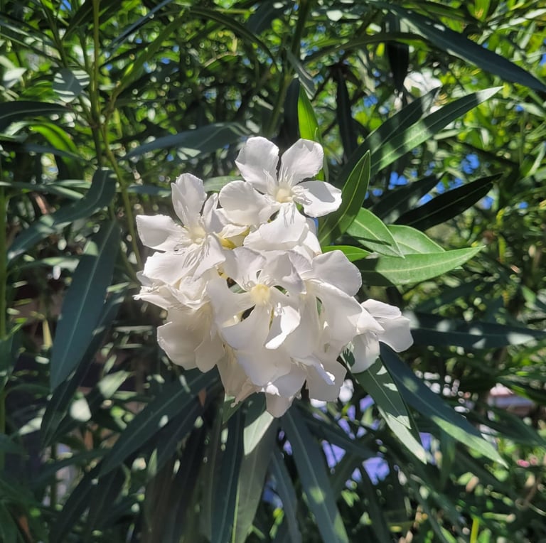 a healthy Oleander bush that dosen't need deadheading