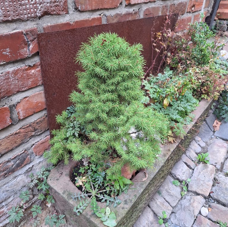 one small green Cypress shrub in a planter