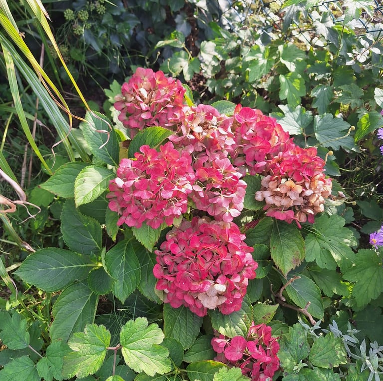 Hydrangeas with red blooms in a full sun zone 6 garden