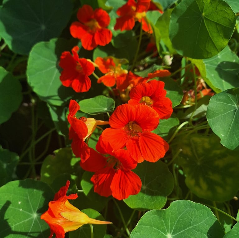 Nasturtiums with orange-red flowers and a leafy foliage