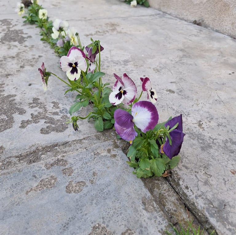 multiple colorful Pansy flowers in a green space