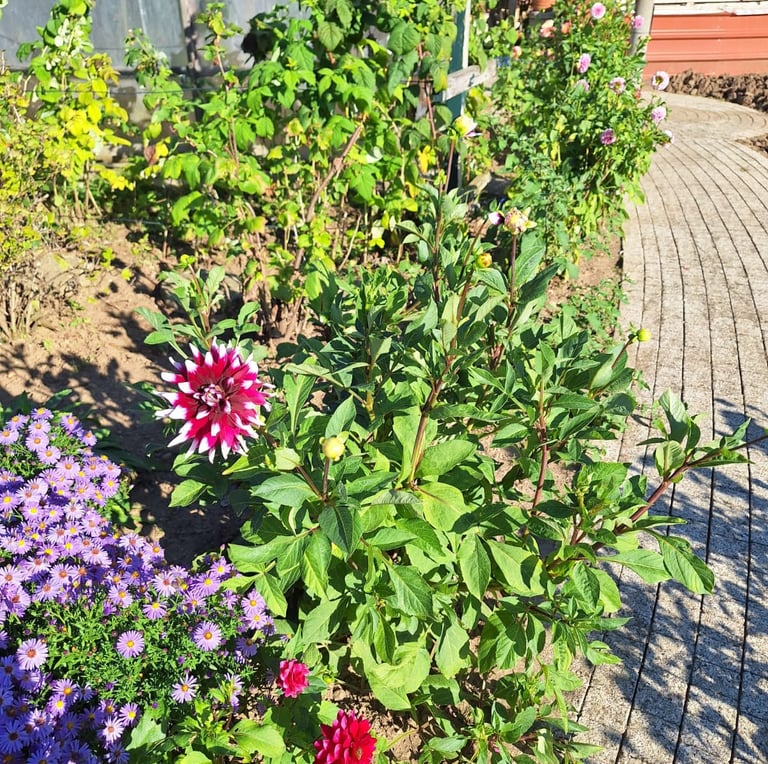 multiple shrubs with flowers in full sun