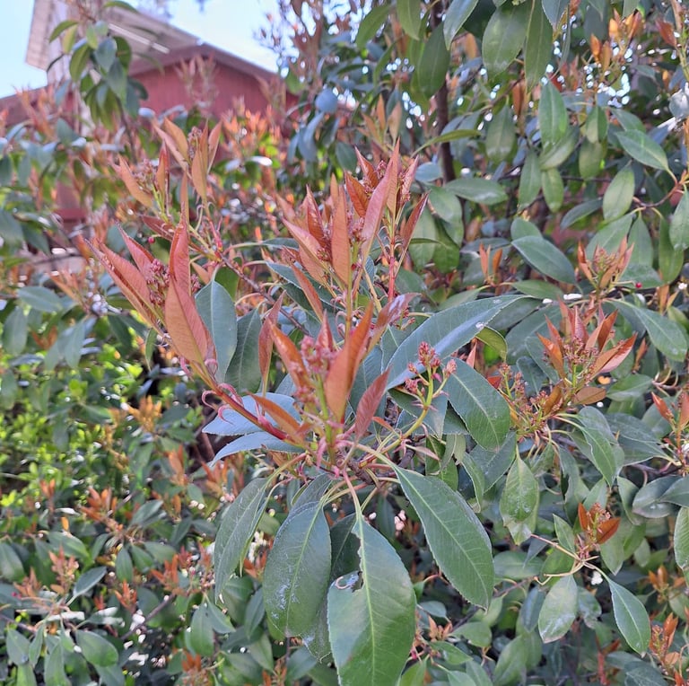 a tall Dwarf Nandina bush with red new growth