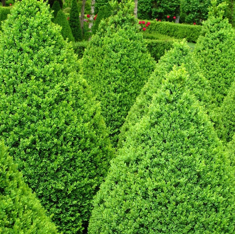a garden with a lot of varieties of boxwood shrubs