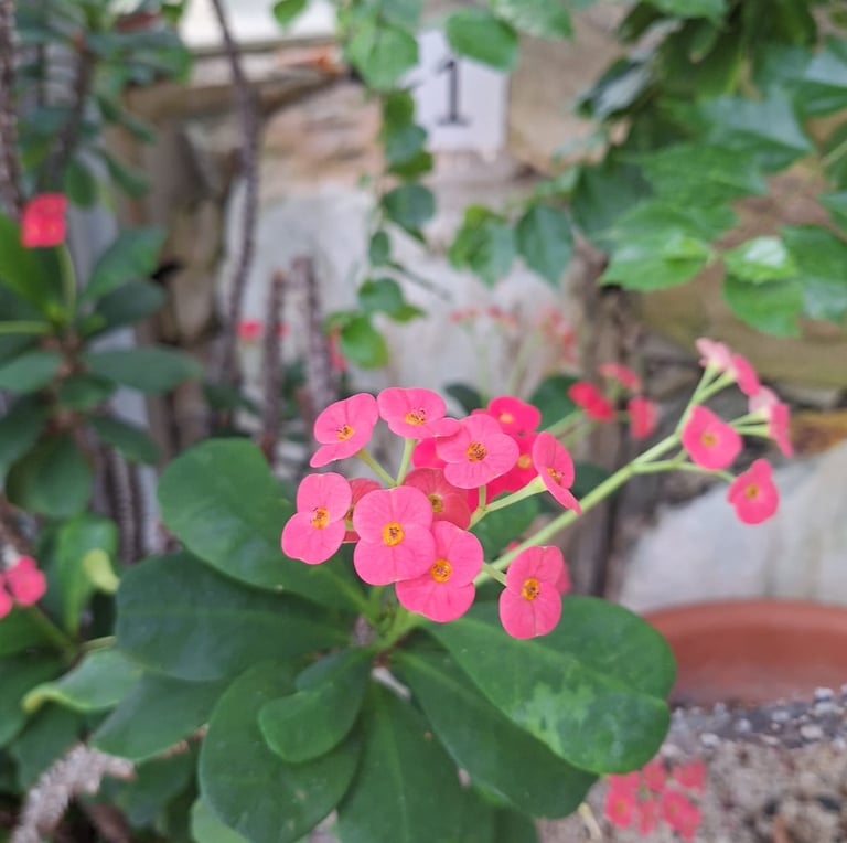 many pink Crown of Thorns blossoms