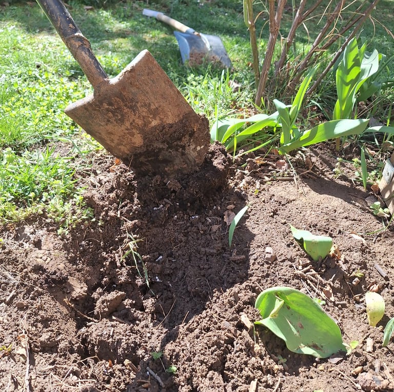 our spot after we removed the shrub