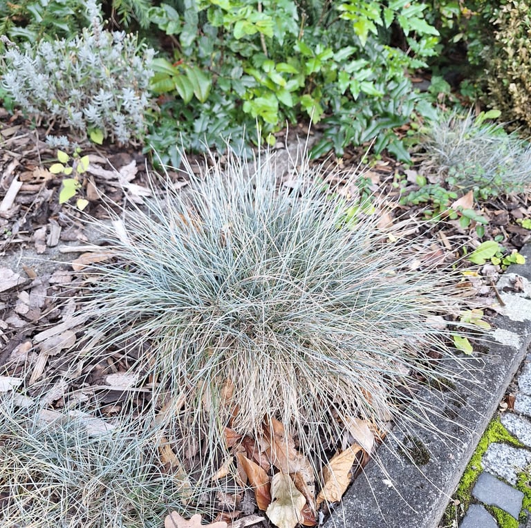 a drought tolerant Blue Fescue plant for full sun