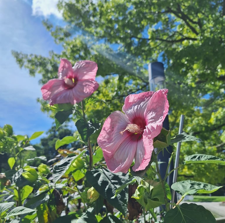 two large Hibiscus flowers on plant stems