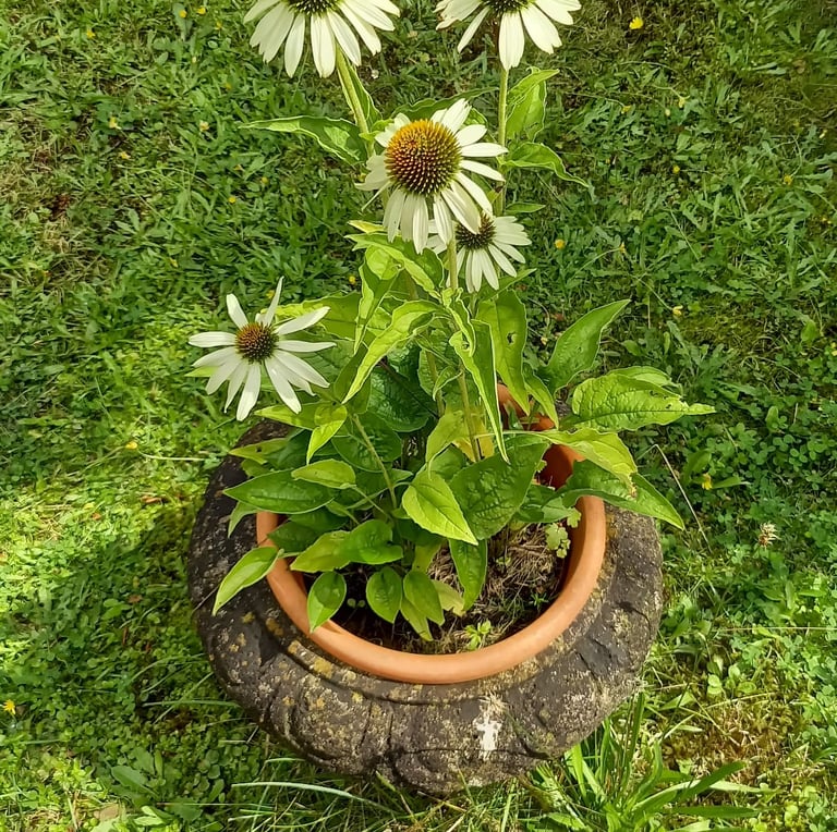multiple white August flowering plants