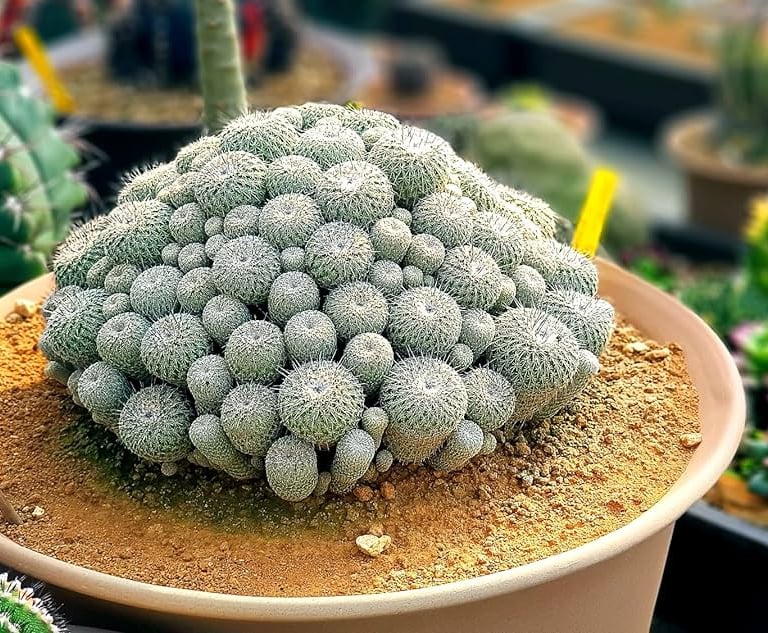 a lot of small Button Cactus plants growing close together