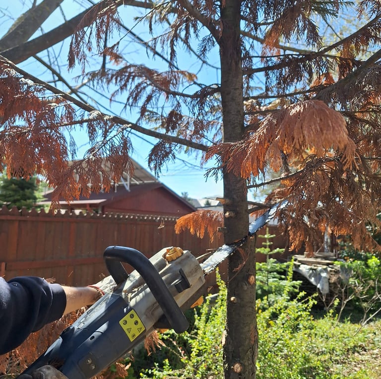 a specialist cutting down a tree in our growing lab