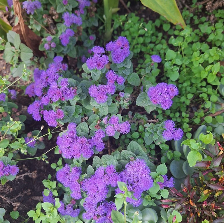 Ageratum rabbit resistant annuals with purple flowers