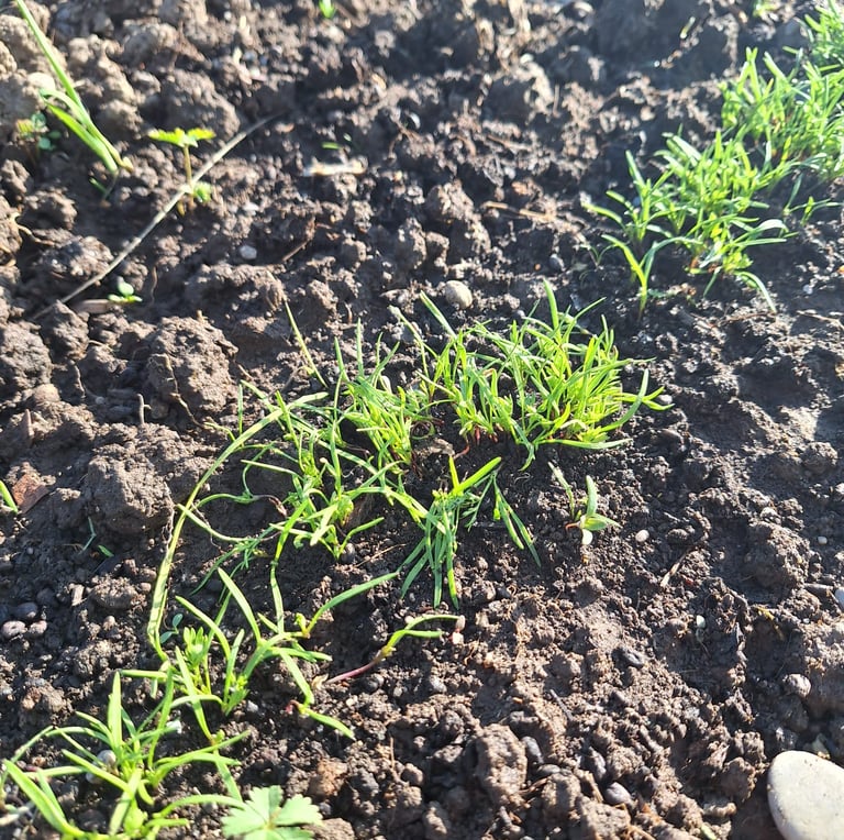 sprouting Carrot plants in containers