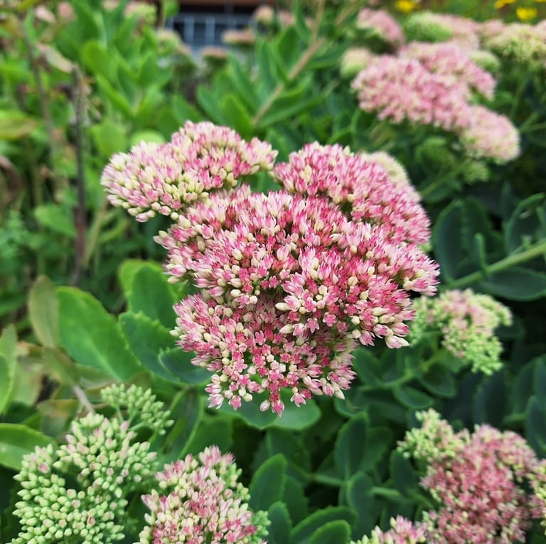 a drought tolerat Sedum bush with red flowers