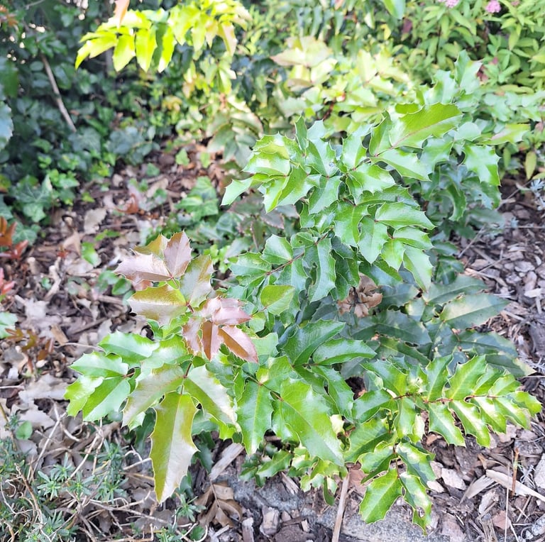 green Holly bushes with spiny leaves