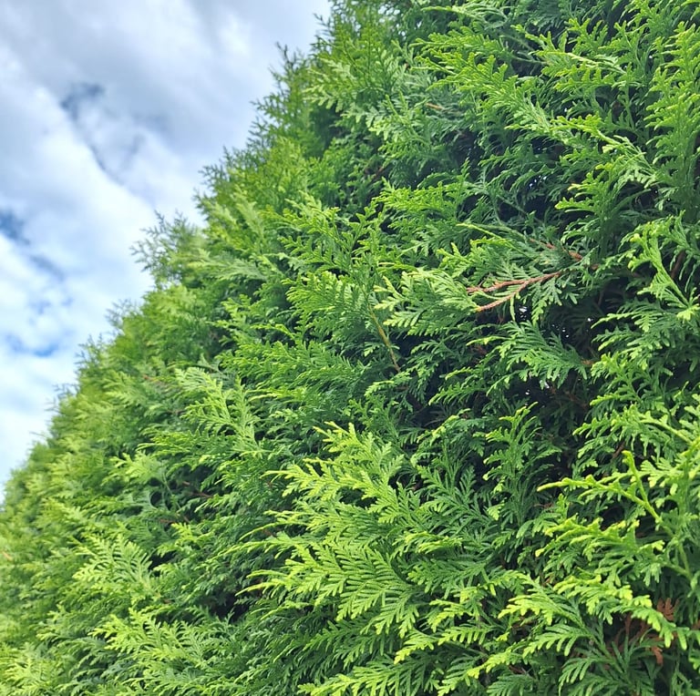 a tall shrub called Arborvitae