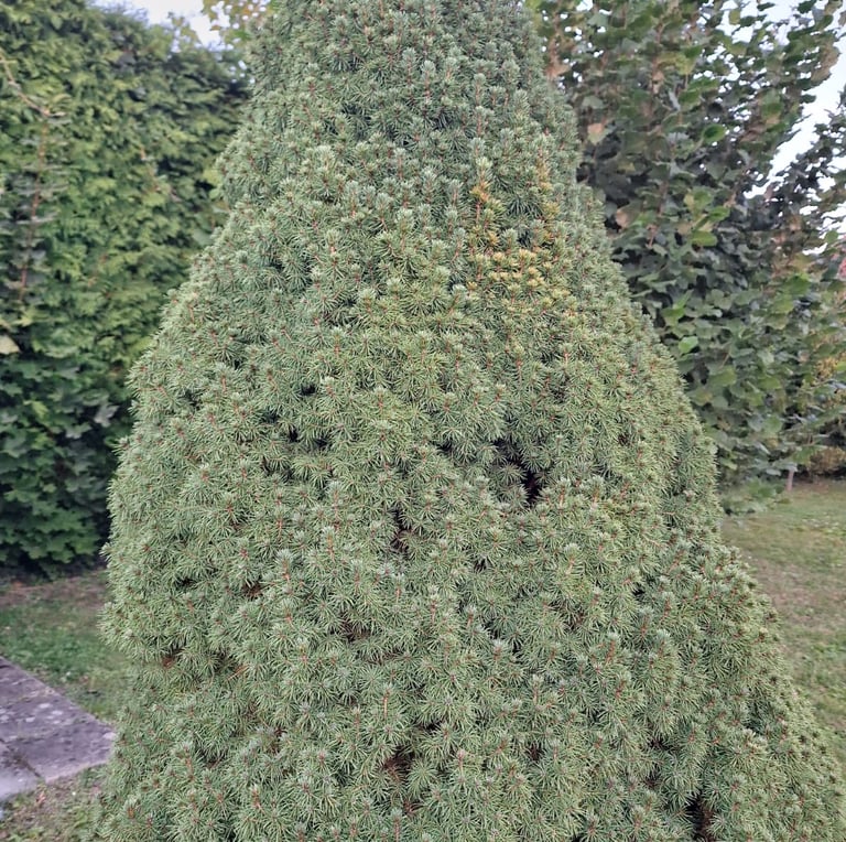 a large green pine tree