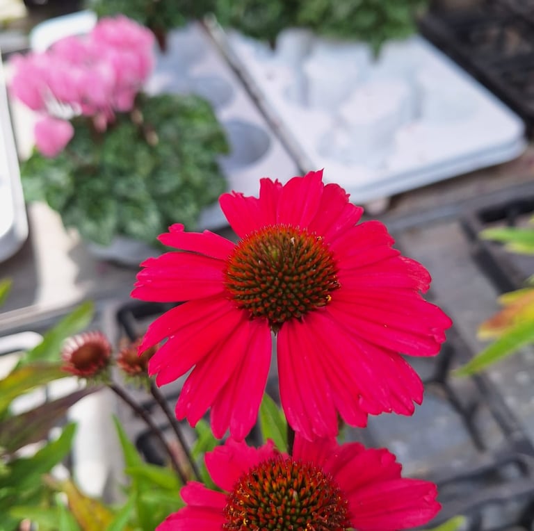 one big perennial Coneflower in a zone 6 garden