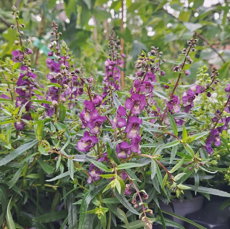 purple flowers in a flower bed with ground covers