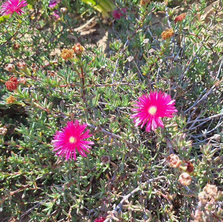 a ground cover plant in full sun with two flowers