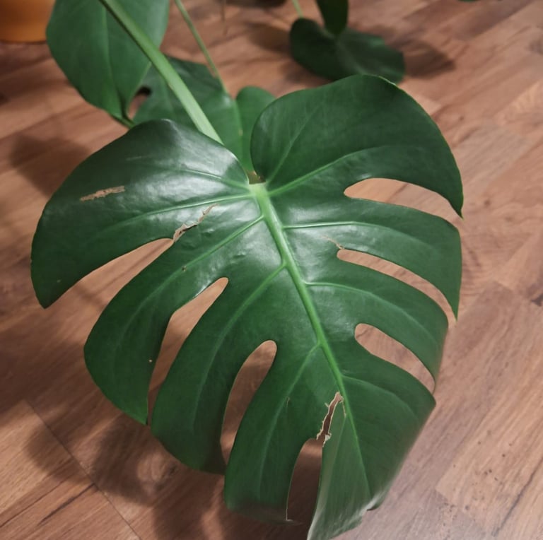 a plant with a large green leaf