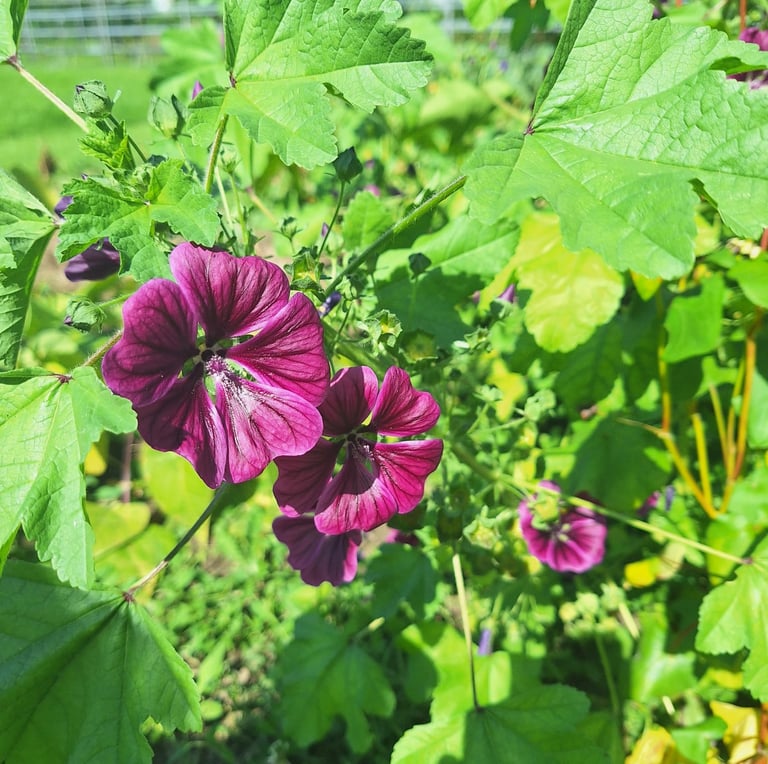 two purple annual flowers that like shade