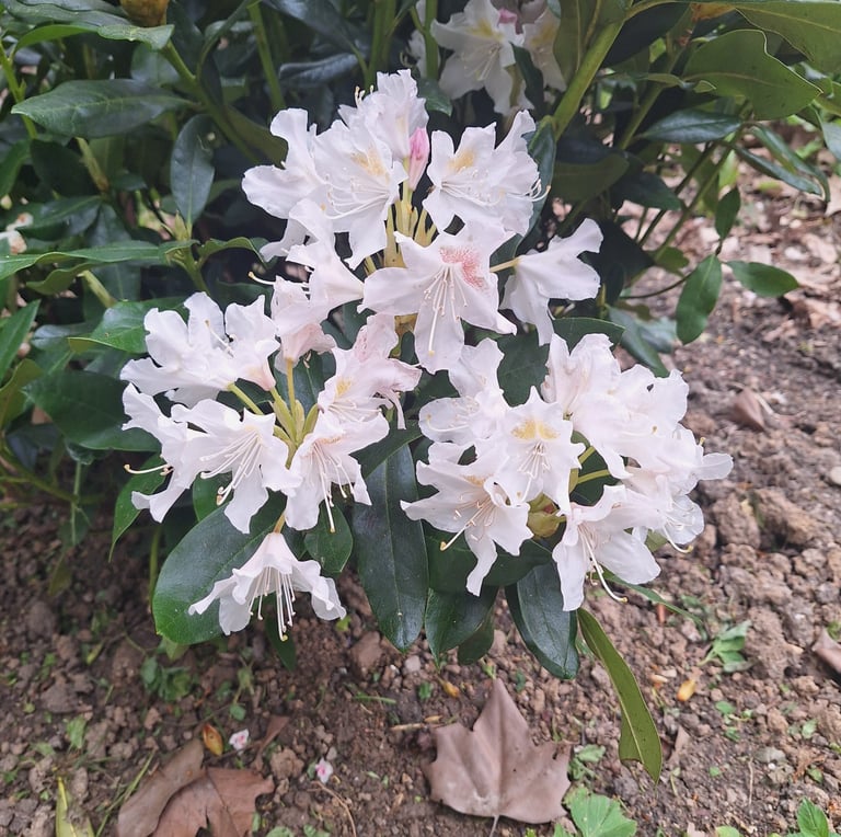 a white flowering garden plant