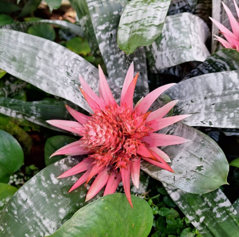 one red Indonesian flower between leaves