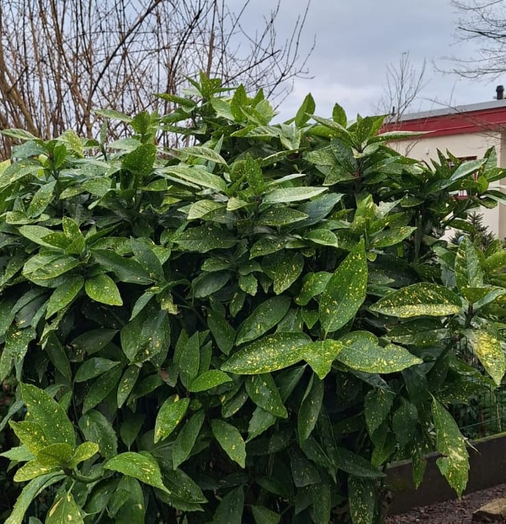 a leafy year-round green plant in shade