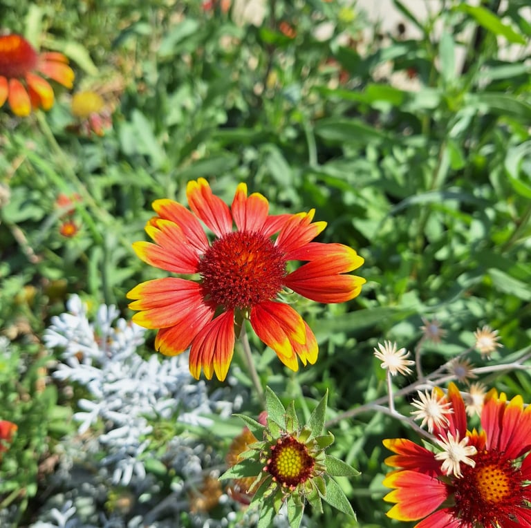 one red Gaillardia flower in a dry full sun garden