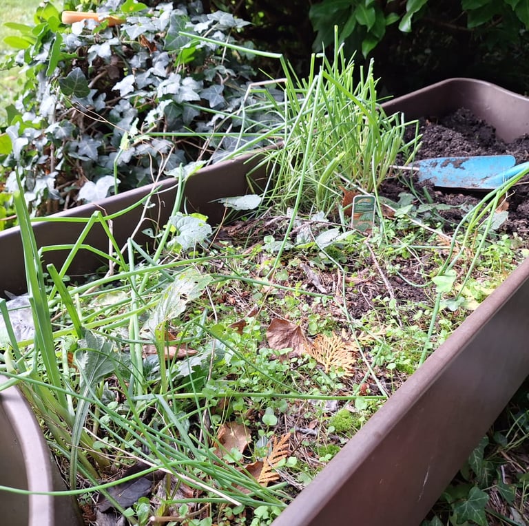 multiple weeds and herbs growing in soil