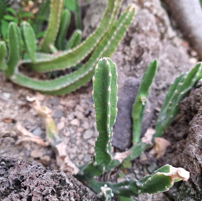 a small succulent cactus with on spines
