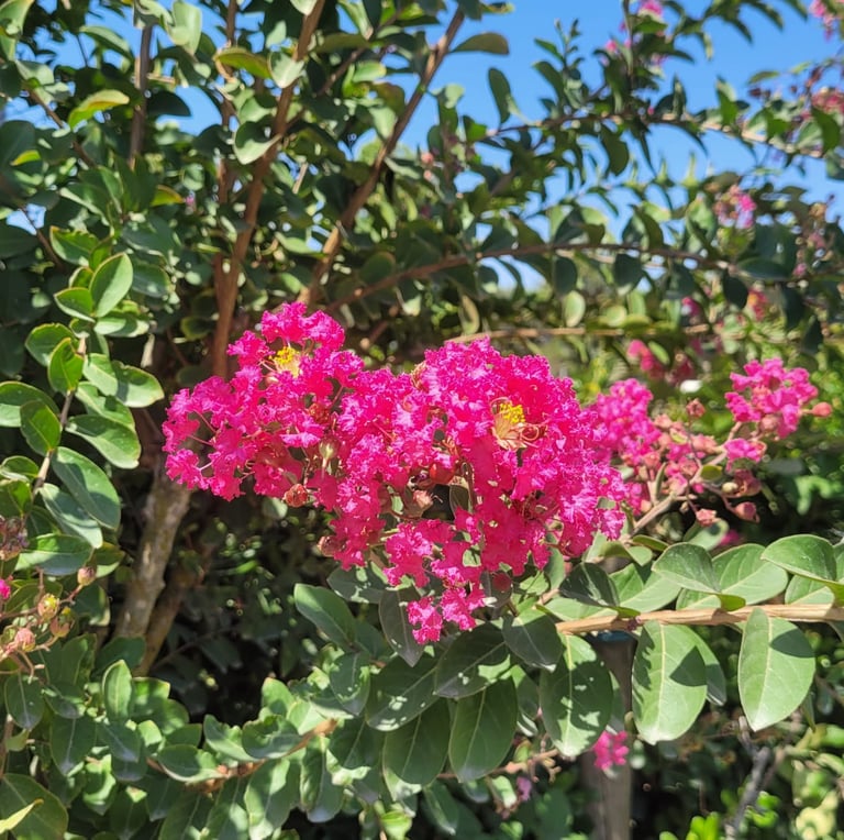 a bush with bright pink flowers in full sun