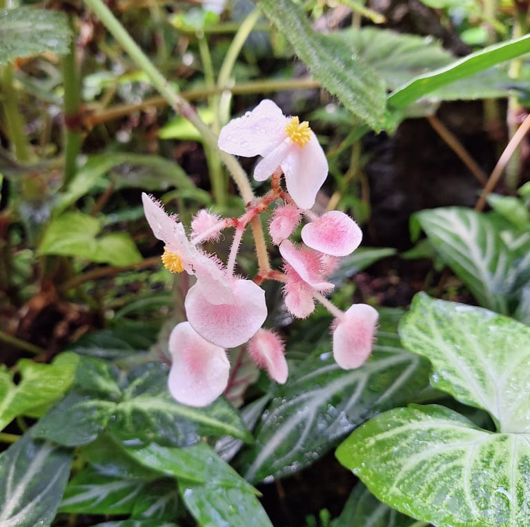 a Begonia flower in full shade