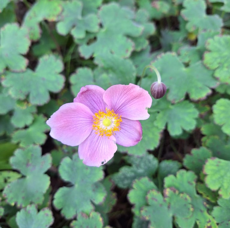 one pink Japanese Anemone flower blooming in August