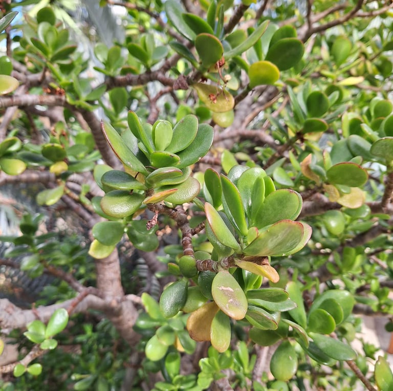 an African succulent cactus tree